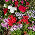 Fleurs - Phlox de Drummond à Grande Fleur Varié - face recto